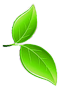 nutrition-centre-mint-leaves.png
