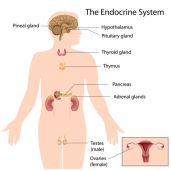 Glandular / Endocrine Systems