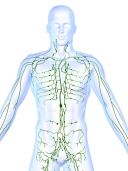 Immune & Lymphatic Systems