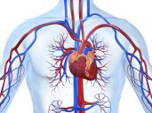 Circulatory & Cardiovascular Systems