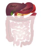 Digestive Systems
