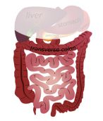 Intestinal System